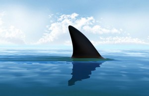 shark