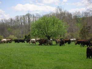 Photo Credit: Polyface Farms 