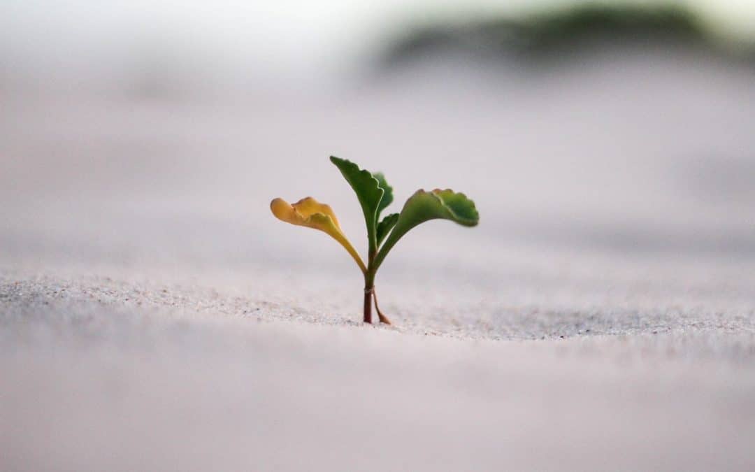 A Year of Growth, Gratitude, and Courage